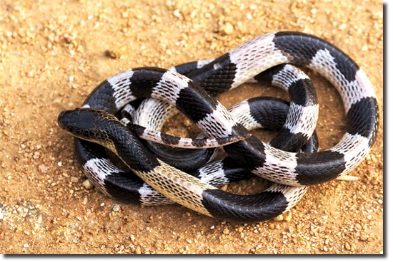 Cobra - Krait malasiana (Bungarus candidus)