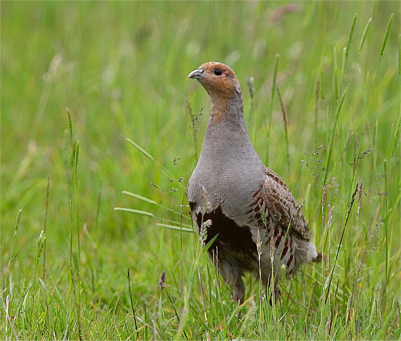 Murfs Wildlife Grey Partridge