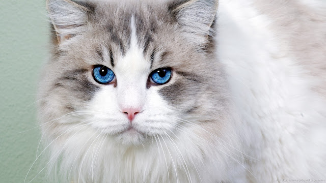 Fakta-Fakta kucing yang menarik dan foto-foto kucing yang cantik