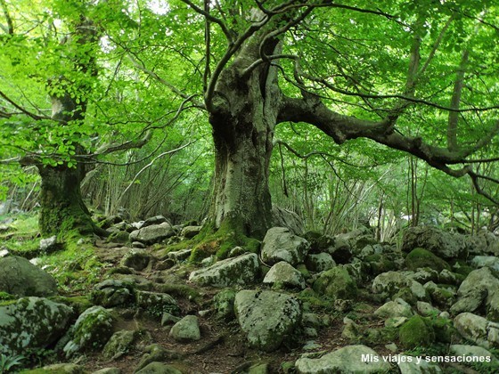 Parque Natural Collados de Asón, nacimiento del río Asón, Cantabria