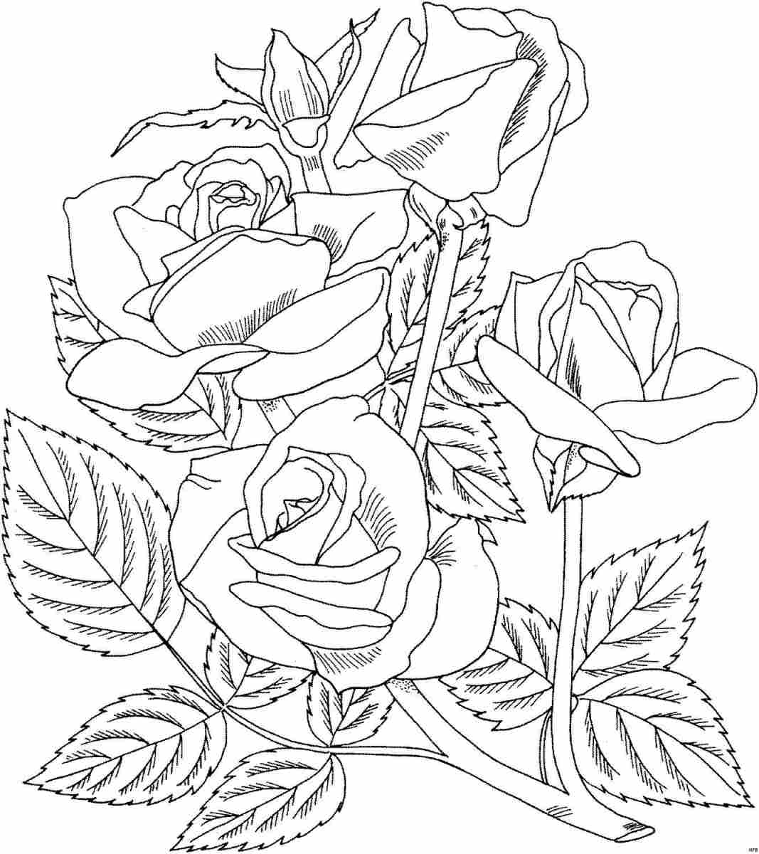 una classe coloring pages of a rose - photo #25