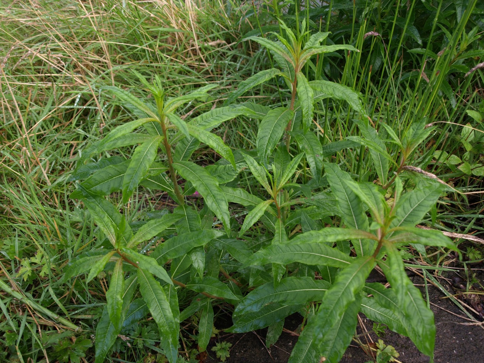 Raw Edible Plants Rosebay willowherb (Chamaenerion angustifolium)