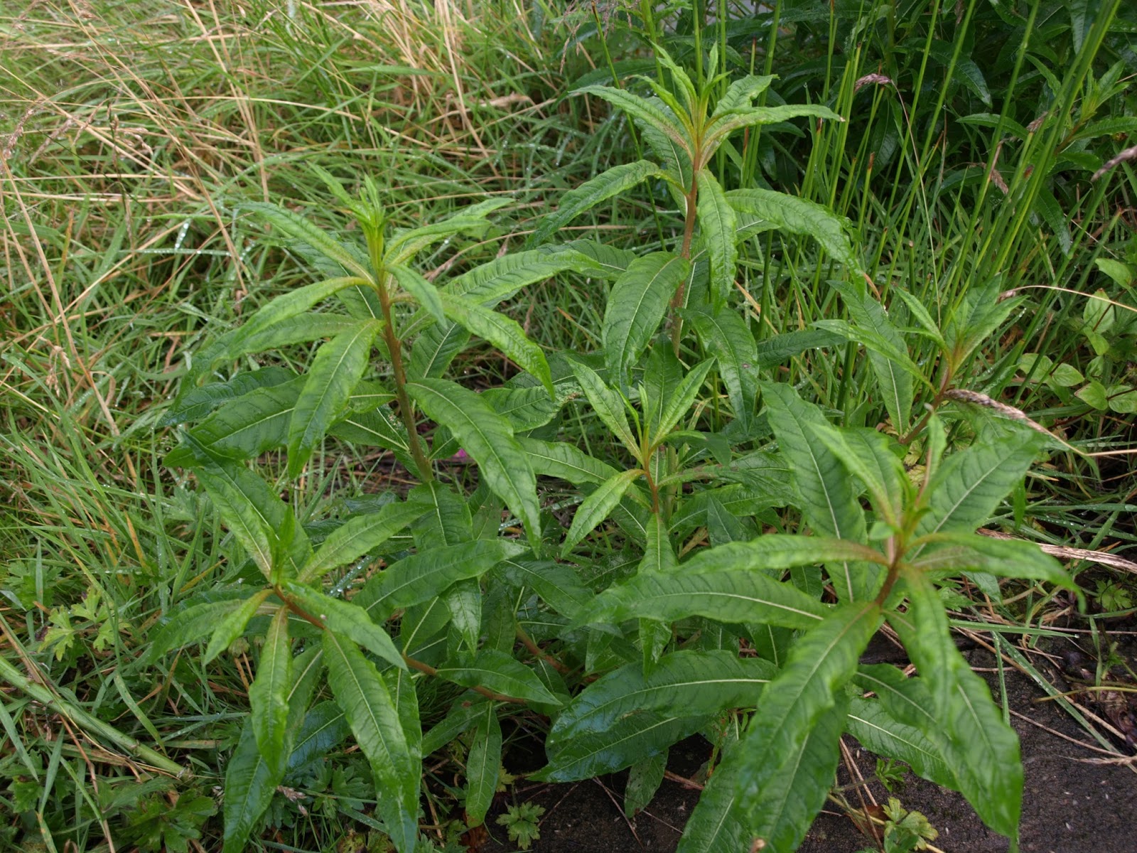 Raw Edible Plants Rosebay Willowherb Chamaenerion Angustifolium