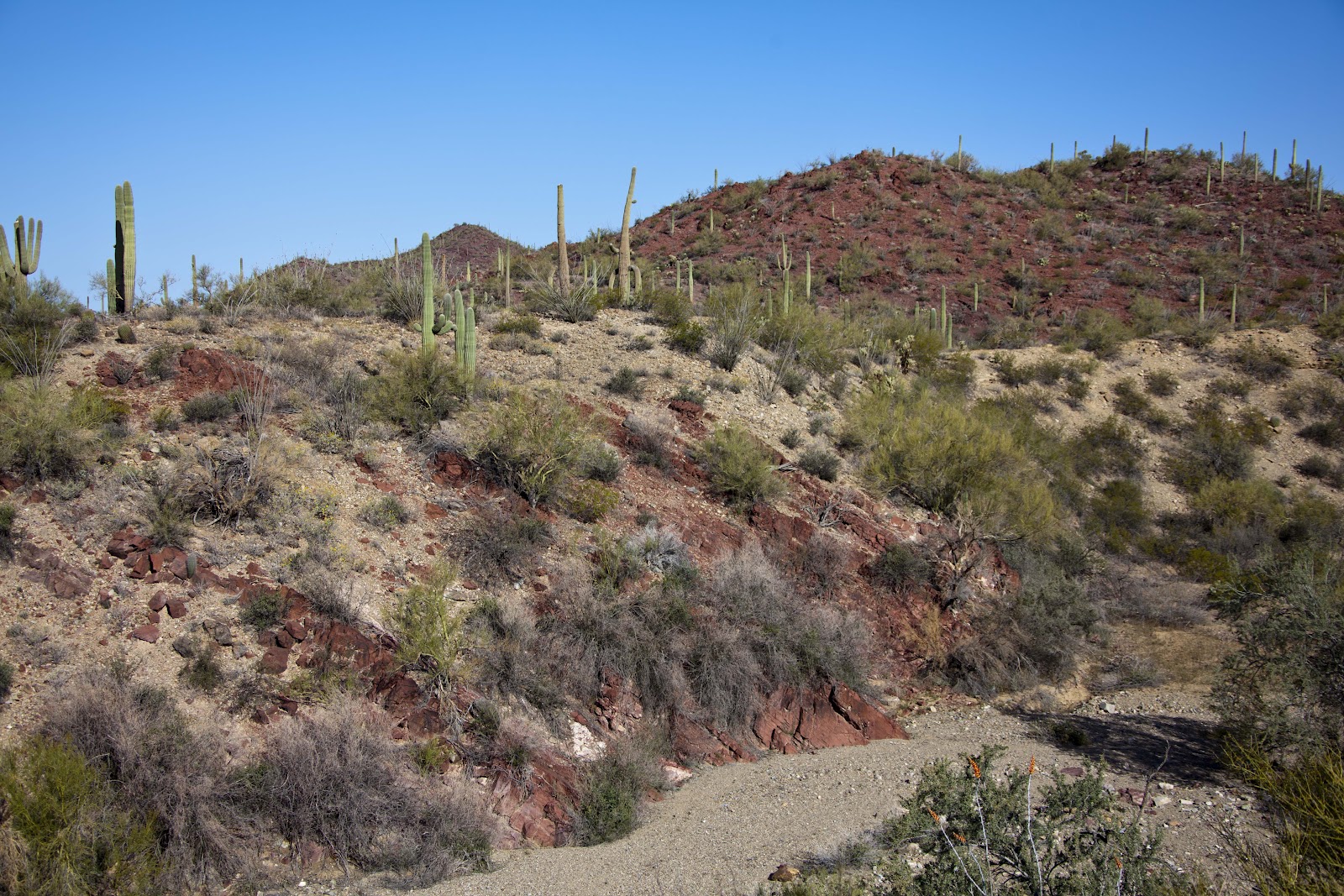 Marty Kittrell: Tucson, Arizona: Arizona-Sonora Desert Museum