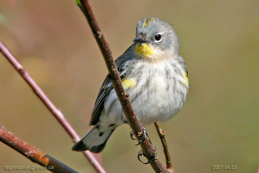 The Backyard Wildbird and Nature Store Nanaimo bird report, April 27, 2014