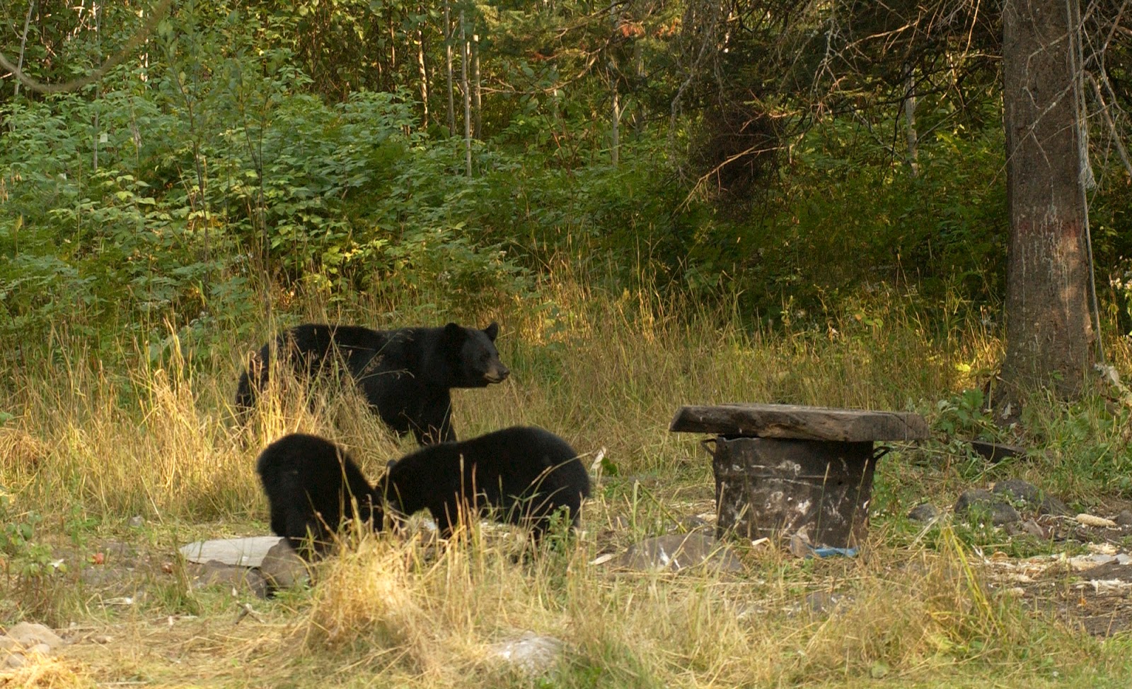 Black Bears And Humans What You Should Know Gr8lakescamper