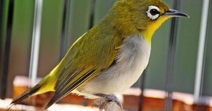 inilah cara merawat pleci biar cepat gacor bagi pemula inilah cara merawat pleci biar cepat gacor bagi pemula