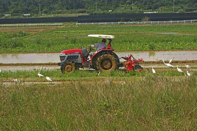 tractor and egret birds,Motion GIF