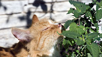 Bir kedinin kokladığı kedi nanesi bitkisi
