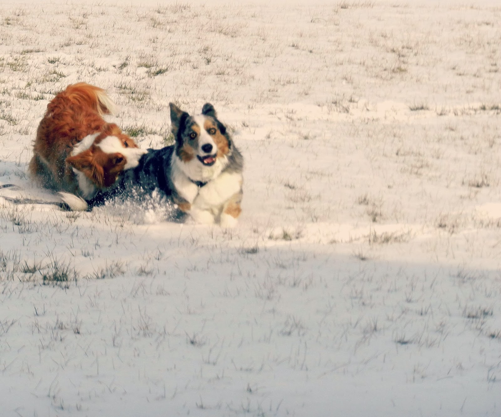 Snow Dogs Bite Ear Scene Snow Dogs Bite Ear Scene