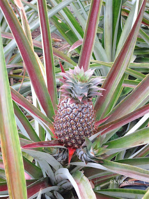 young pineapple