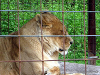 An Exotic Animal PhotoJournal on Homeschool Coffee Break @ kympossibleblog.blogspot.com - our field trip to the East Coast Exotic Animal Rescue  (see: eastcoastrescue.org )