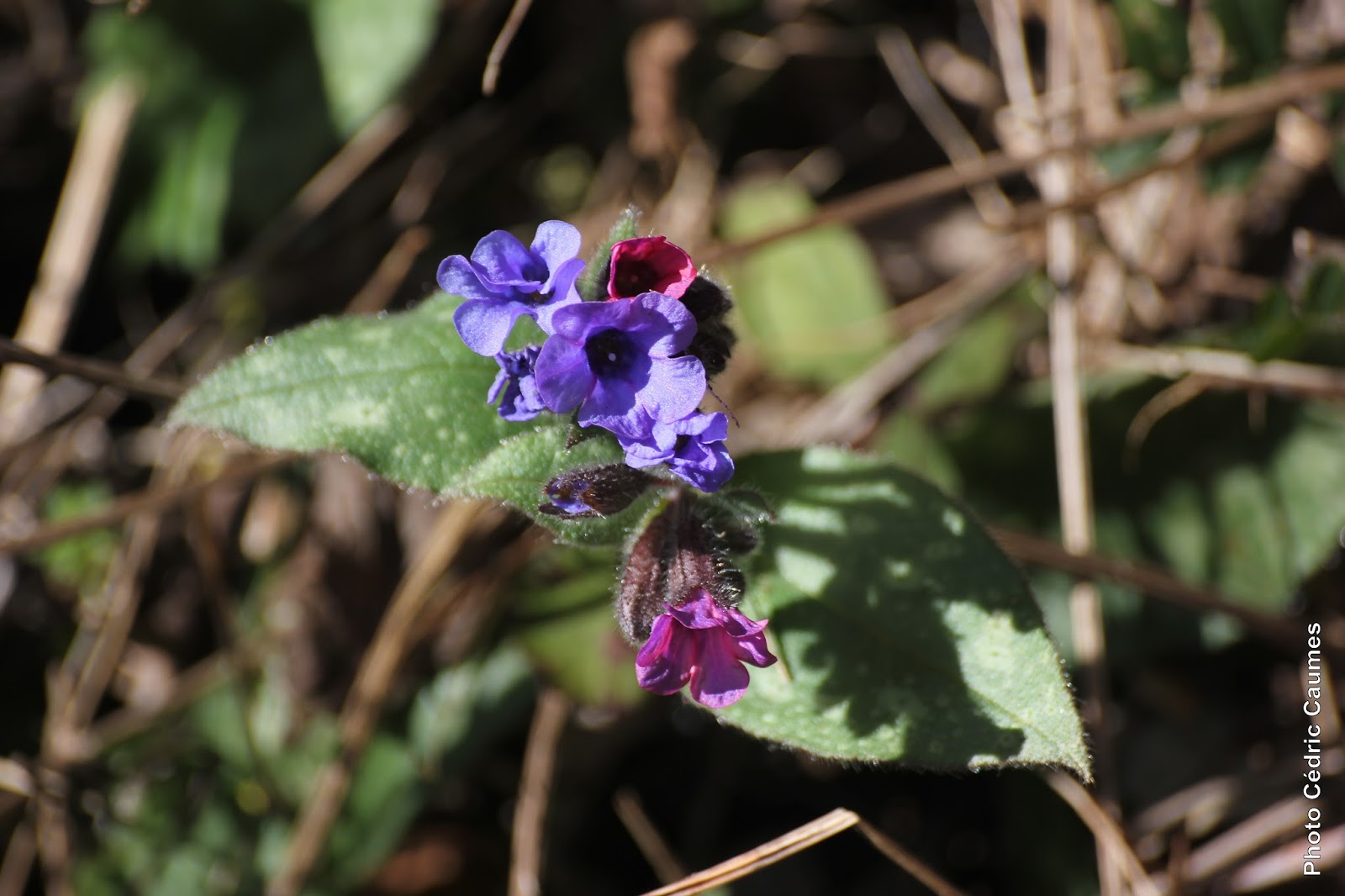 Cédric Caumes Photographie pulmonaire officinale