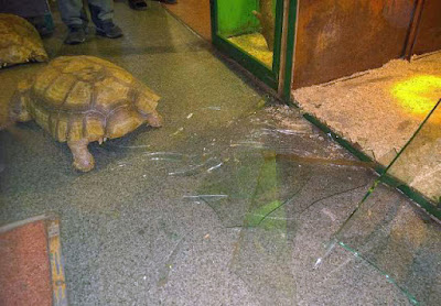 Tierbild lustig - Schildkröte bricht aus Tierbild lustig - Schildkröte bricht aus