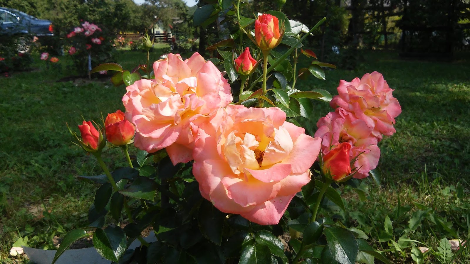 Ranczo Elma Róża Jam and Jerusalem