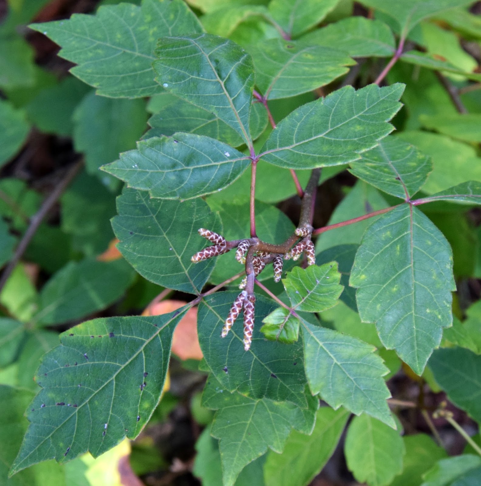 Using Native Plants Sumac Roadside’s Rowdy Rhus