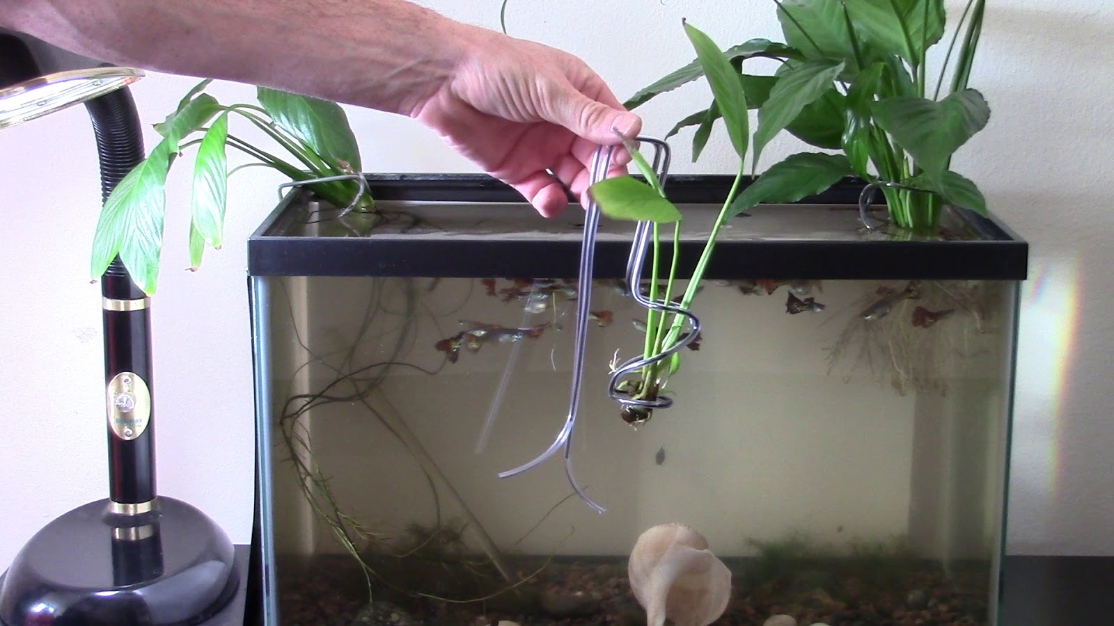 Random Bits Aquarium plant holder of wire hanger