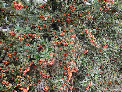 Πυράκανθος-Cotoneaster pyracantha spach