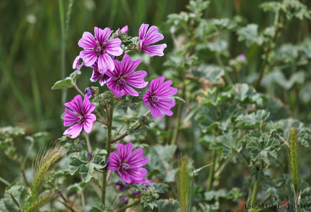 Flore de Camargue: Malva sylvestris, Mauve sylvestre
