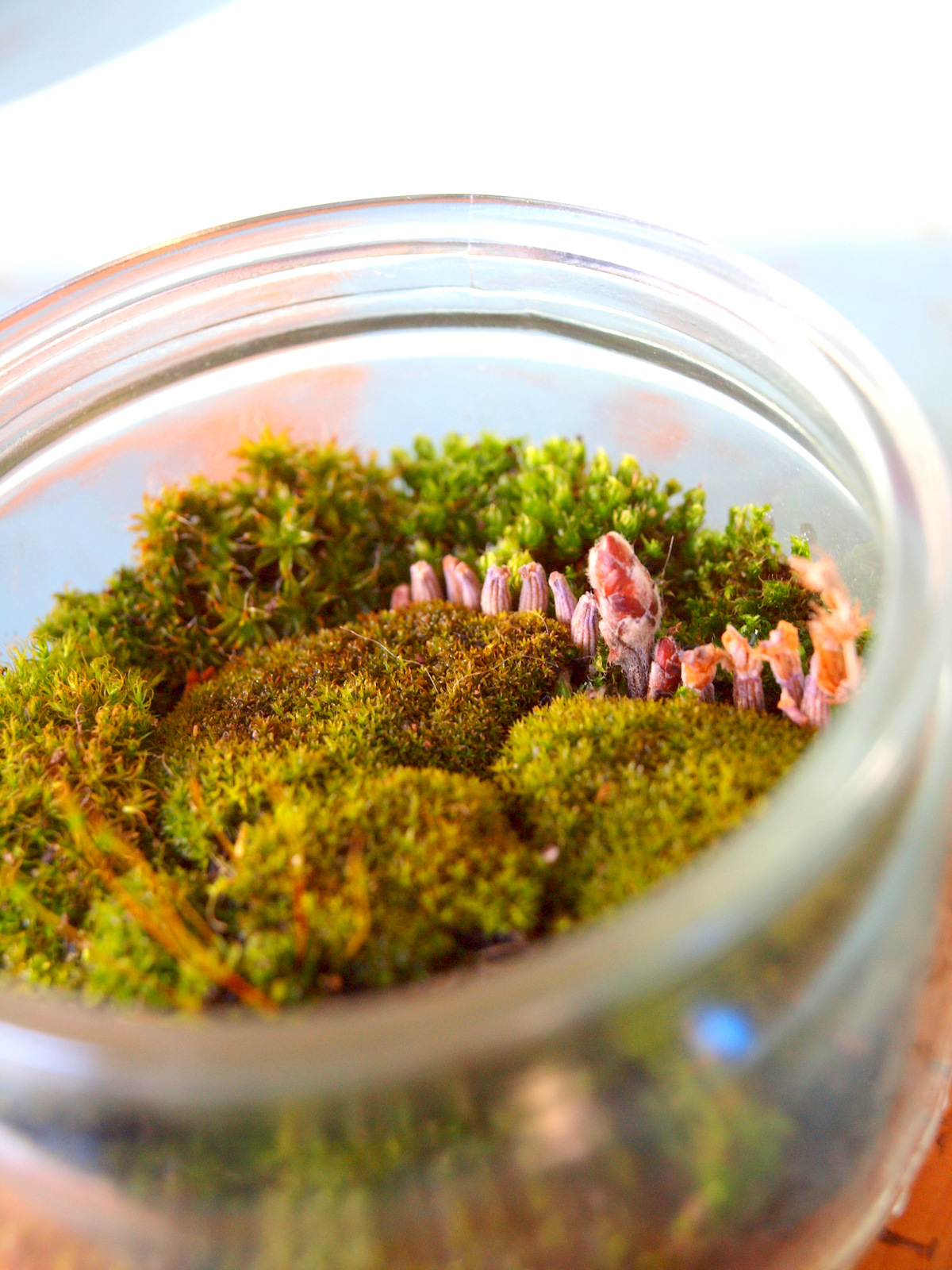 SianyKitty's Blog My Own Personal Moss Terrarium