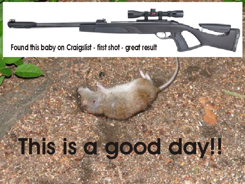 Air Gun Killing Rats