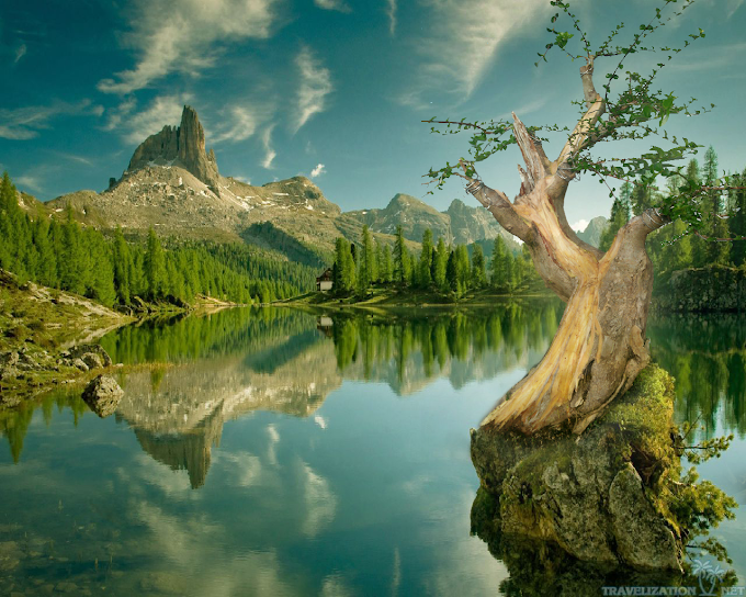 LOKASI DAN TEMPAT BERBURU BAKALAN BONSAI