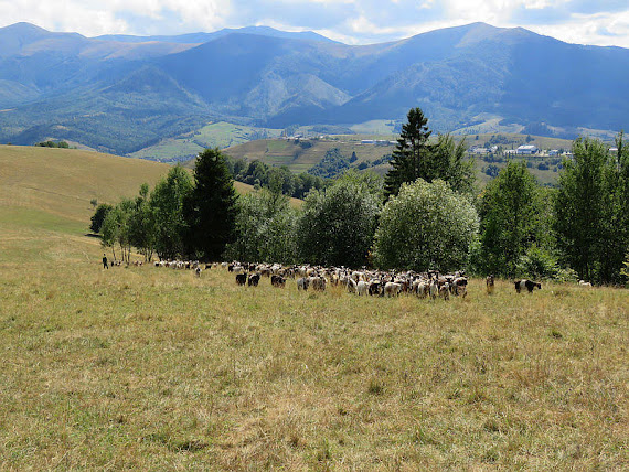 Stadko kóz.