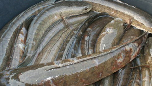 Nadika Herbal Dan Organik Nasa Tips Sukses Budidaya Ikan Gabus Nadika Herbal Dan Organik Nasa Blokagung 6282334207704