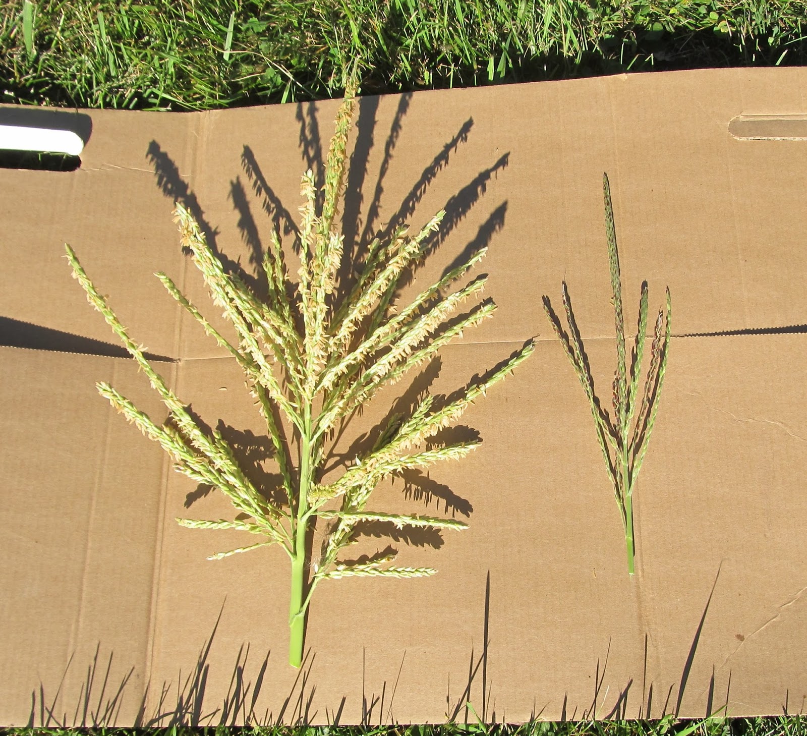 Eaton Rapids Joe Corn tassels