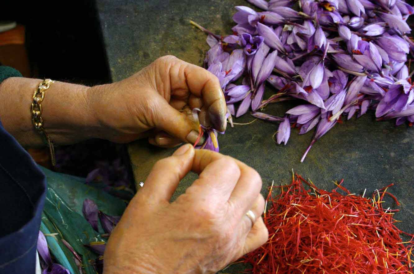 Growing Gardens Project Where does Saffron come from?