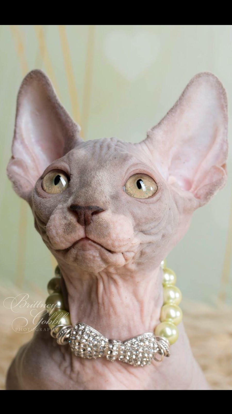 williams sandals sale