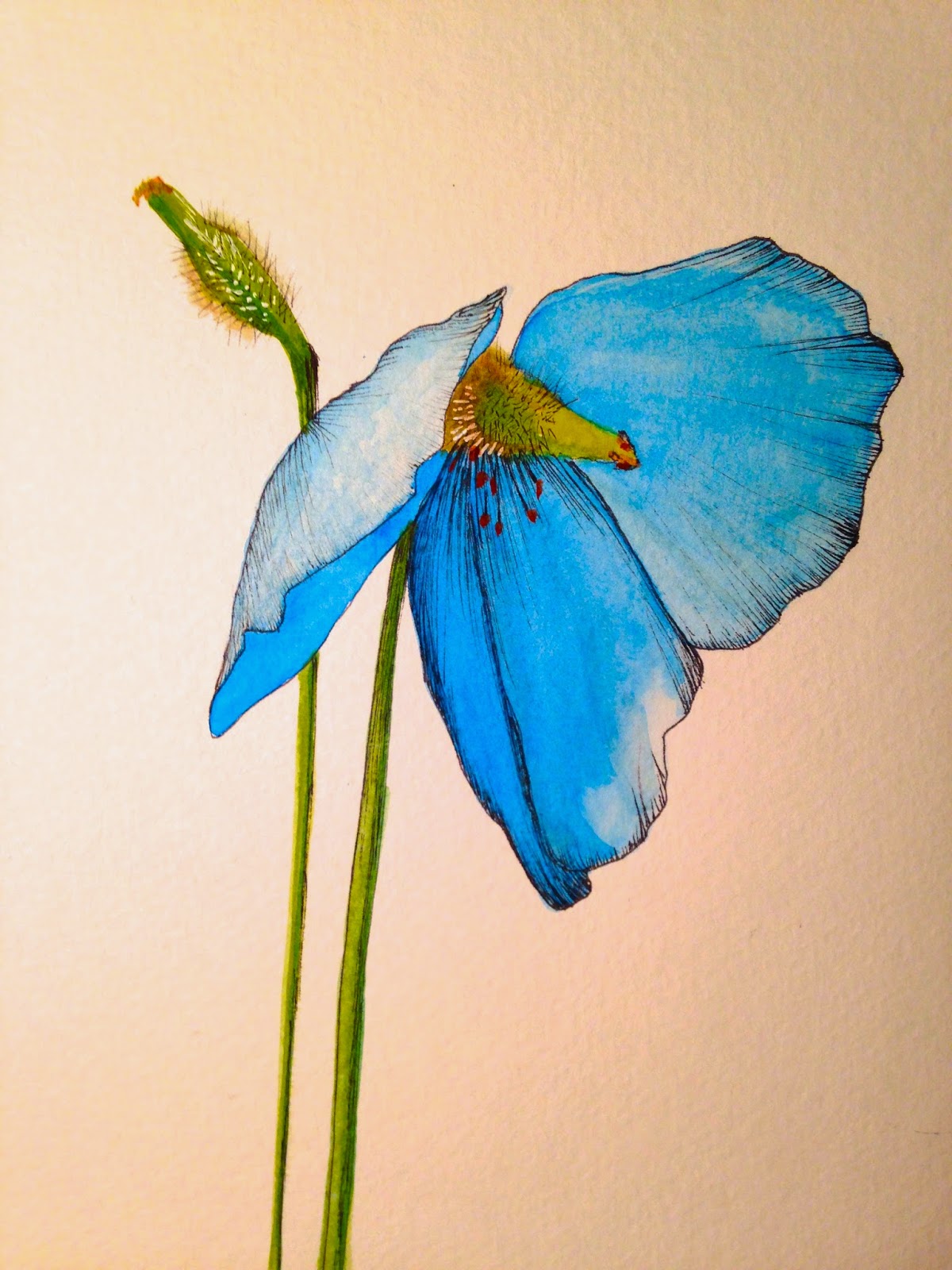 kennedy blue poppy