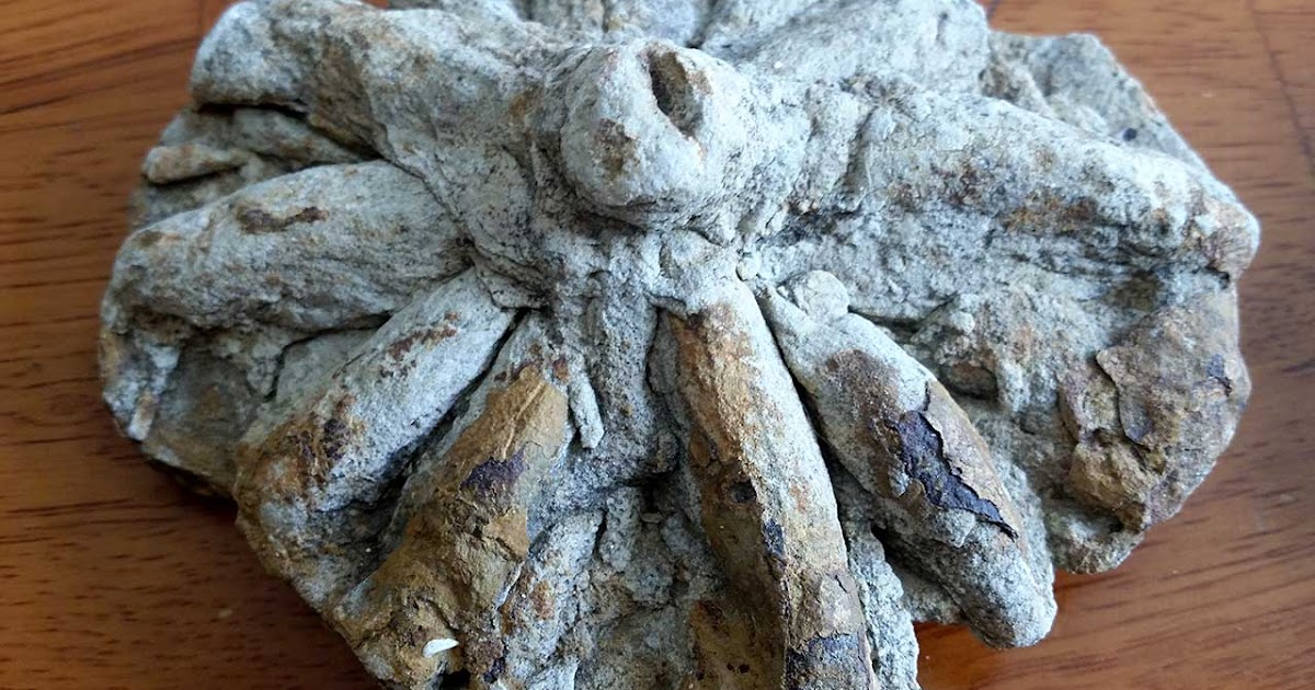 Louisville Fossils and Beyond Asterosoma Trace Fossils