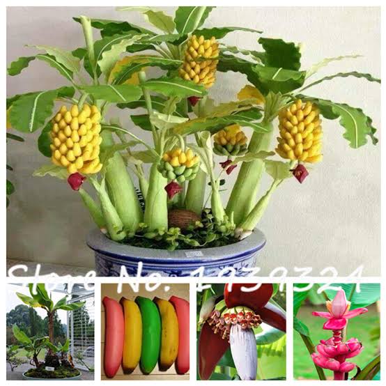 Grow BONSAI BANANA TREE in a POT