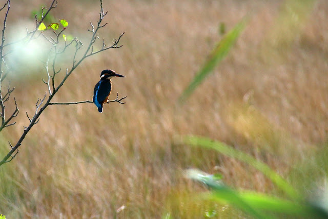 common kingfisher