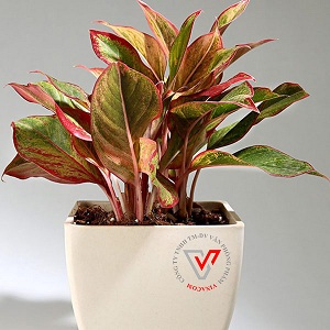 cây để bàn làm việc hợp mệnh thổ cây để bàn làm việc