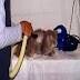 Jasa Grooming Kucing thumbnail