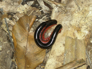 giant slug in Jozani Forest