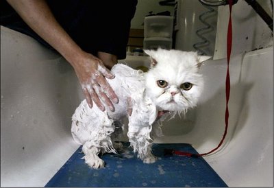 Sudahkah Kucing Anda Digrooming sudahkah kucing anda digrooming