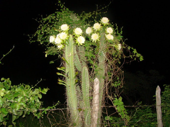 Caatinga/ mandacaru em flores