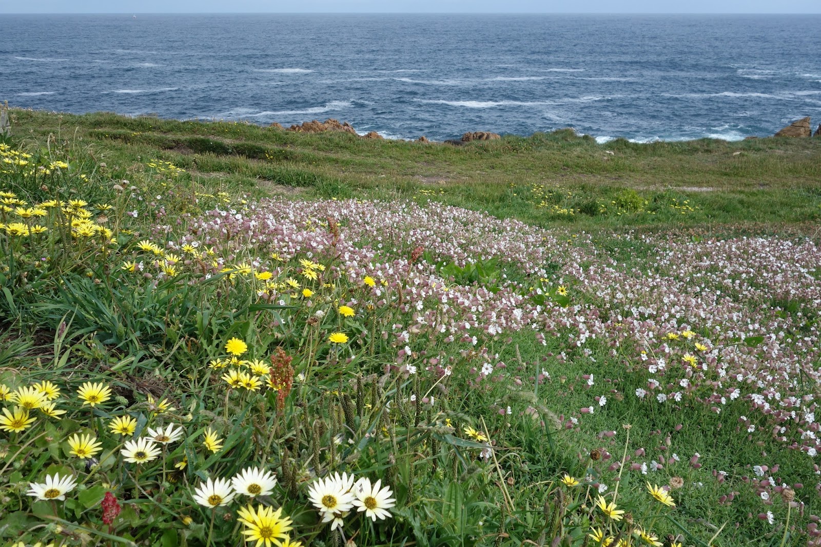Galanthus : La Coruna, Wild Flowers, Atlantic, Galicia: 26th May 2014