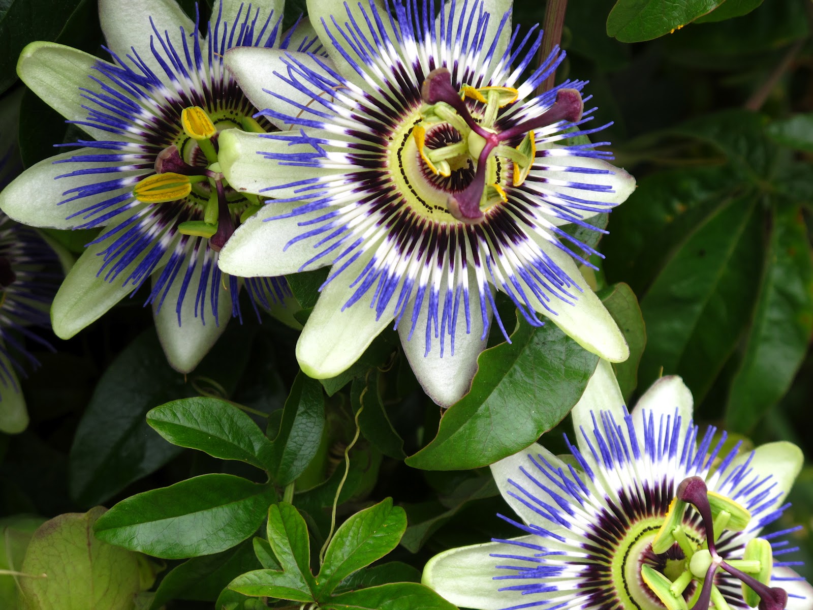 Passion Flower Pictures 78