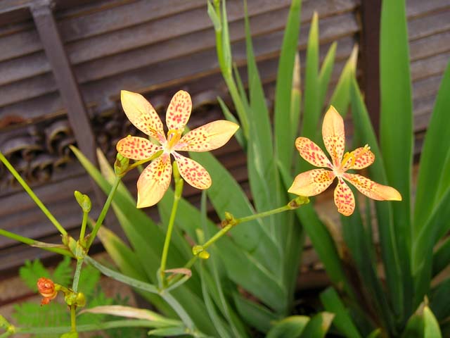 [Image: chua-viem-hogn-bang-xa-can.jpg]