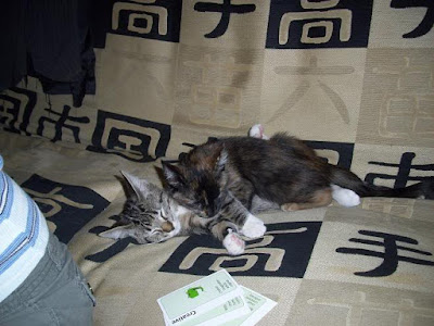 Kittens sleep hugging each other