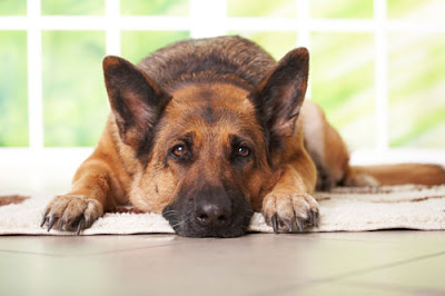 sad dog