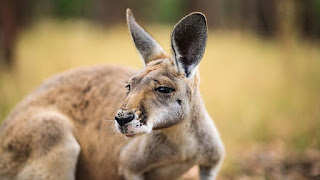 Macropus Rufus Macropus Rufus