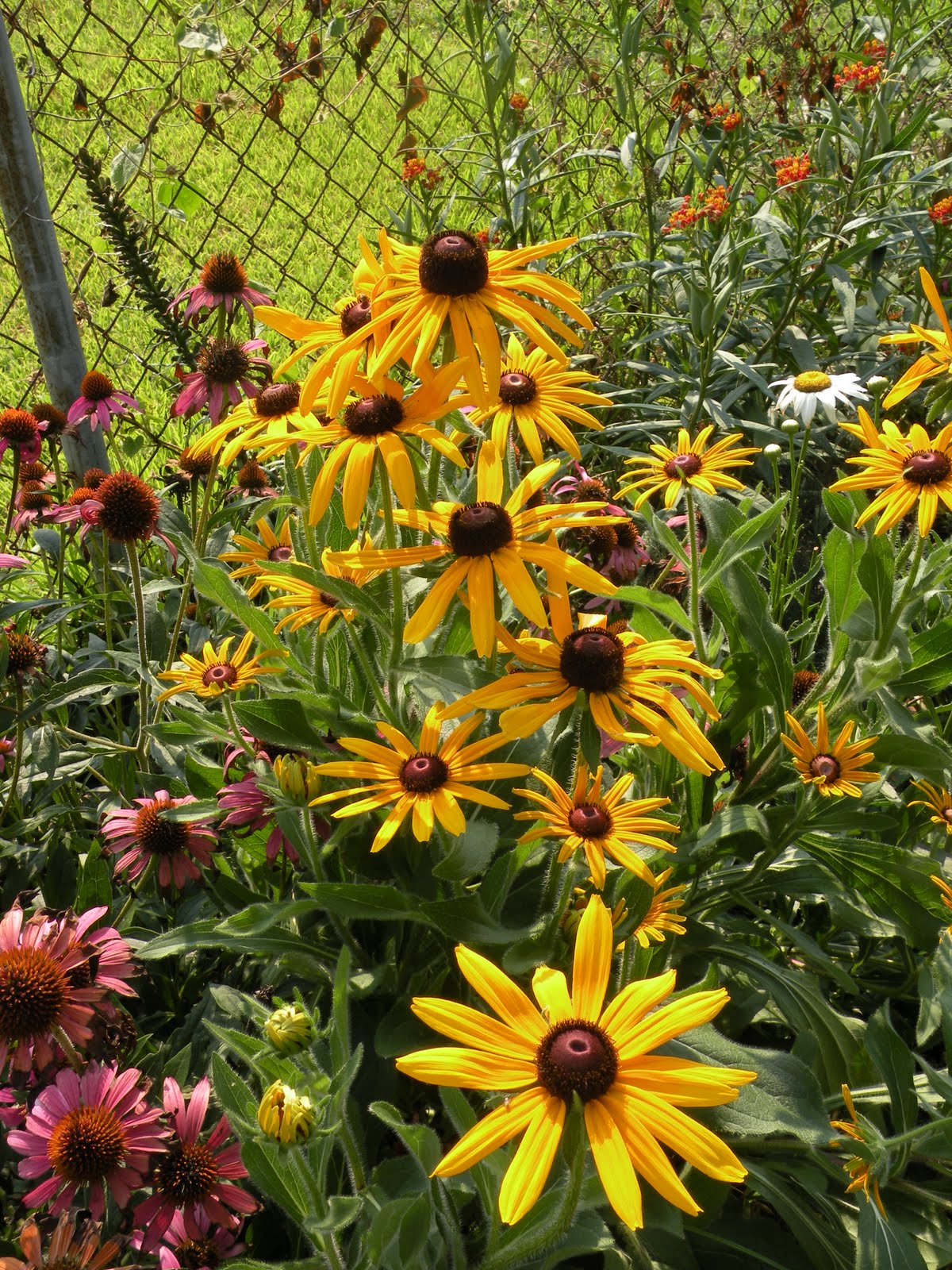Mary's Louisiana Garden Black eyed Susans