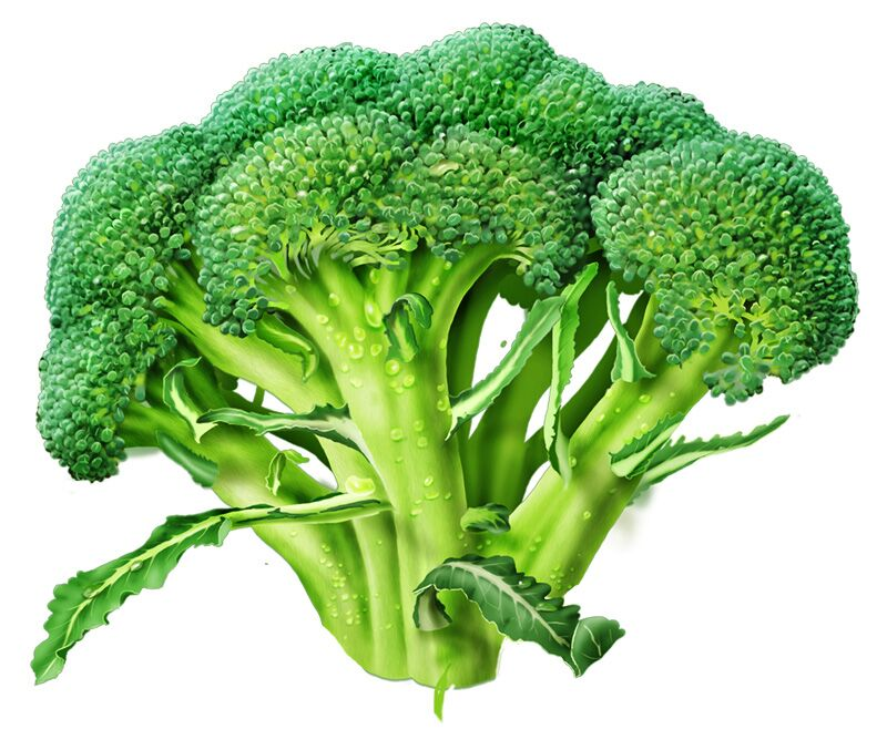Klasifikasi Taksonomi Brokoli