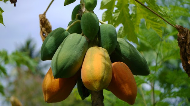 Tujuh Jenis Buah Yang Berguna Tuk Lancarkan Program Diet Tujuh Jenis Buah Yang Berguna Tuk Lancarkan Program Diet