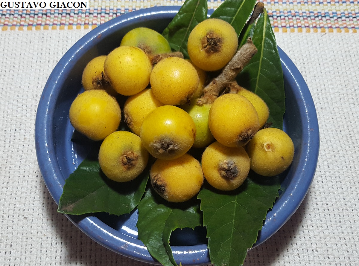 Stevita - O damasco, também conhecido como abricó, é uma fruta pequena e  arredondada, com casca e polpa amarelas, ligeiramente rosadas ou  alaranjadas. É uma fruta que pertence à mesma família do